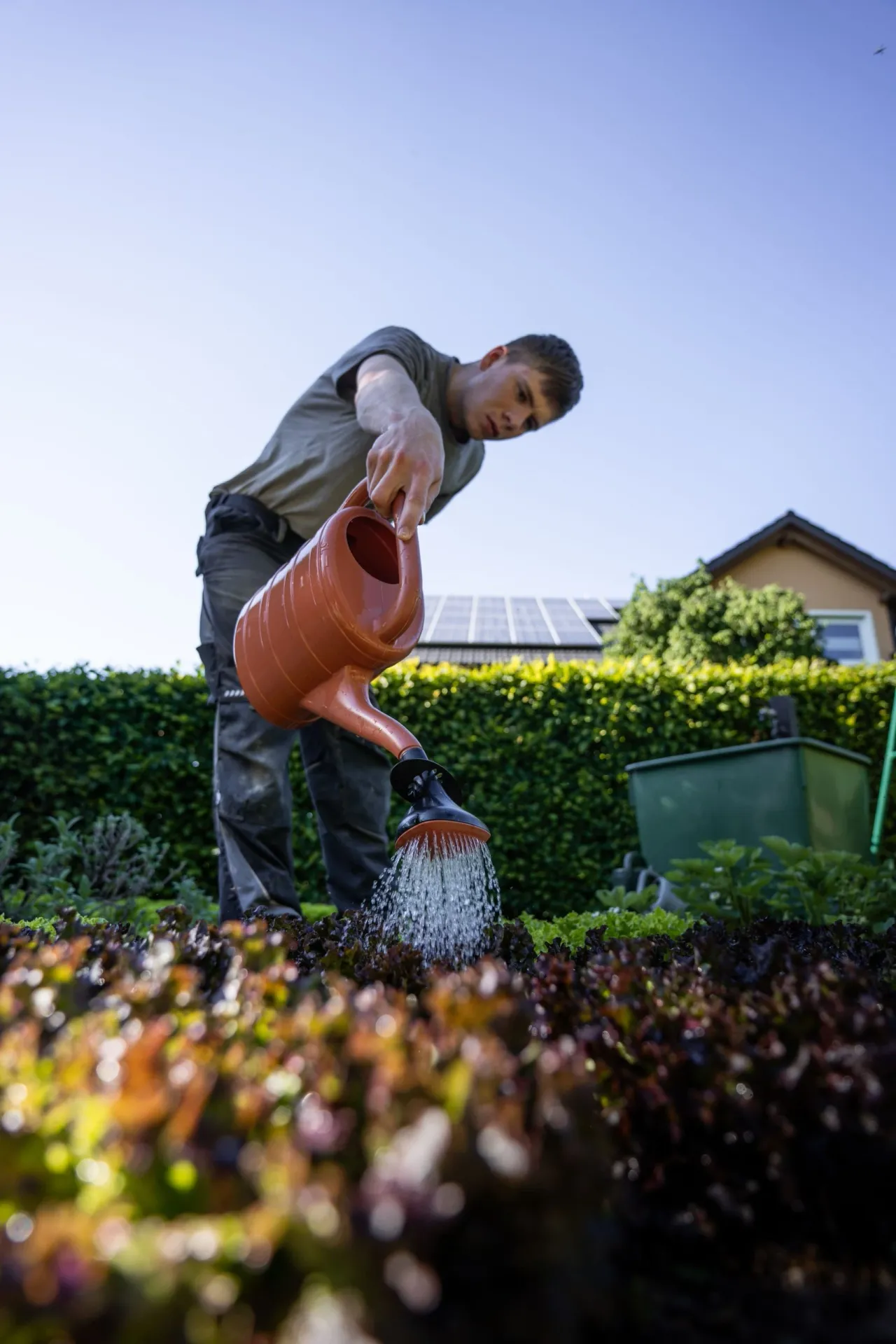 Ellande arrose un massif de jeunes plants avec un arrosoir orange, devant une haie
