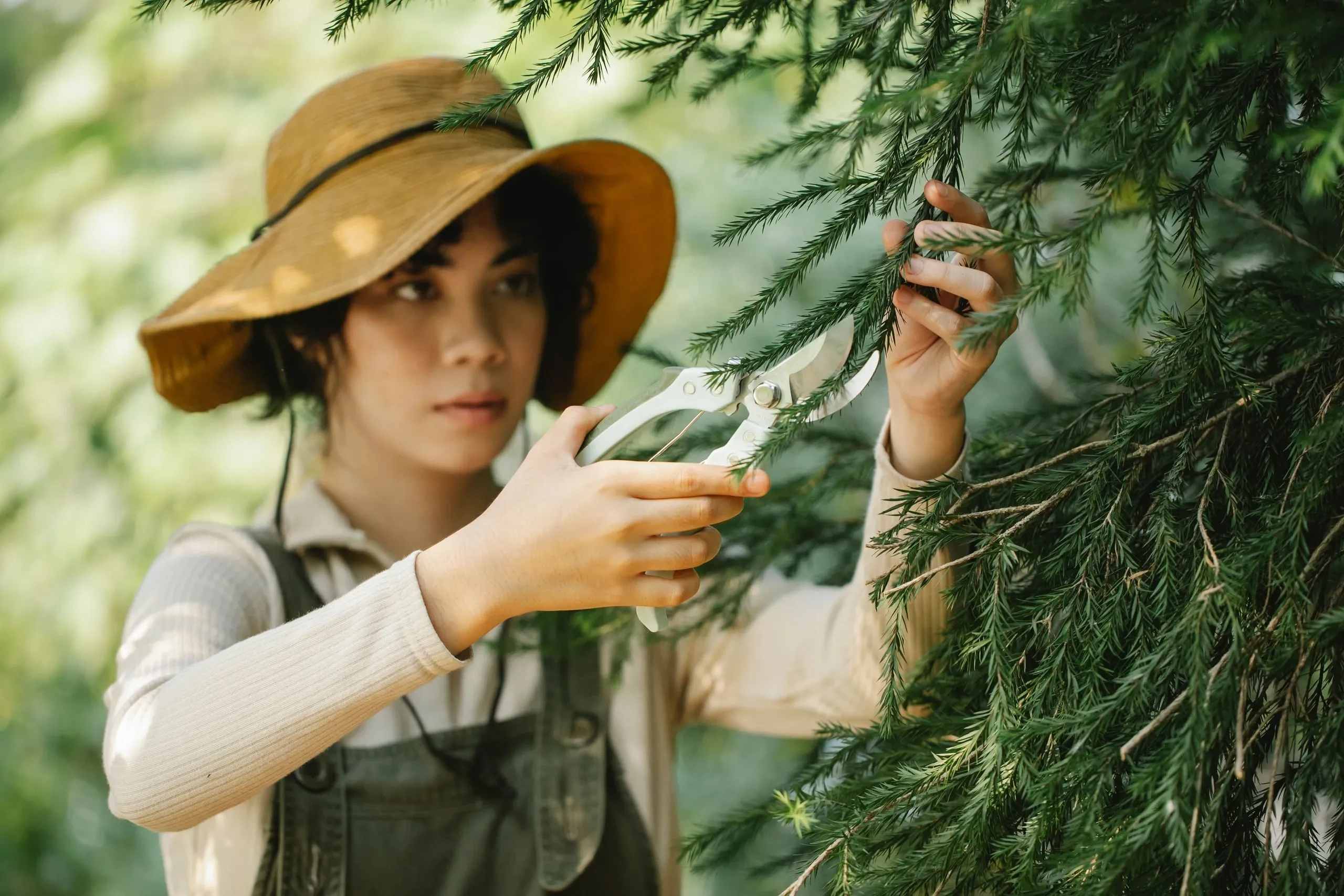 Maialen, en chapeau de paille, taille un conifère au sécateur