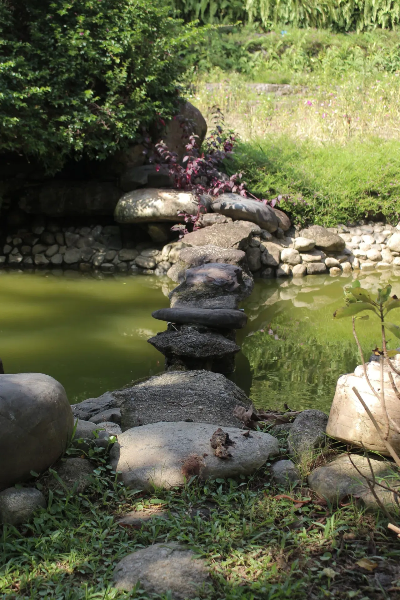 Un bassin naturel traversé par un gué de grosses pierres, entre des plantes de berge