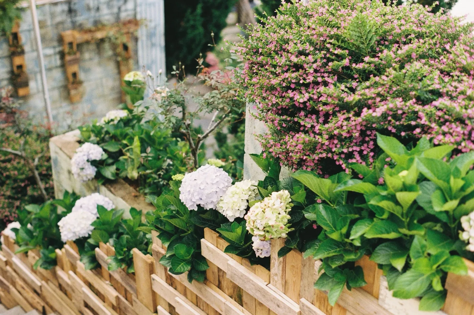 Des hortensias blancs et des arbustes fleuris dans des jardinières en bois, le long d'un mur