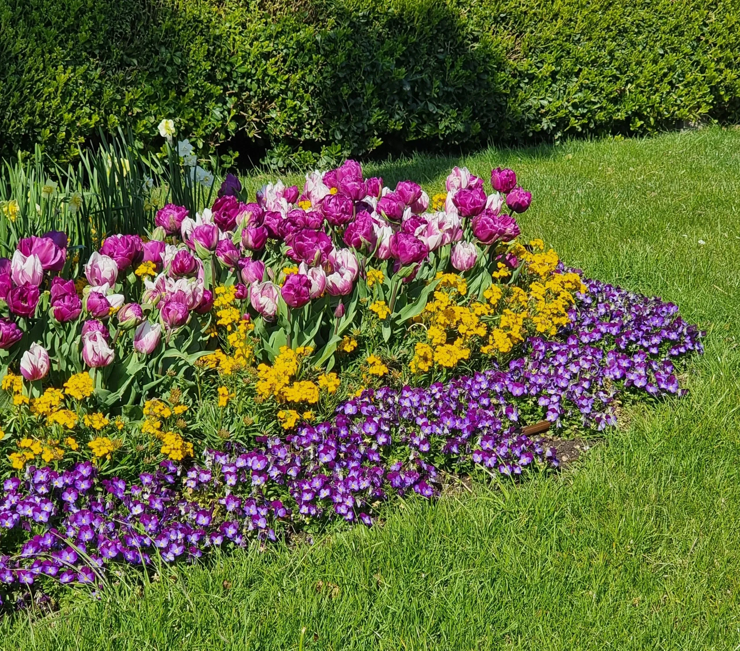 Un massif de tulipes roses, de fleurs jaunes et de violettes au bord d'une pelouse
