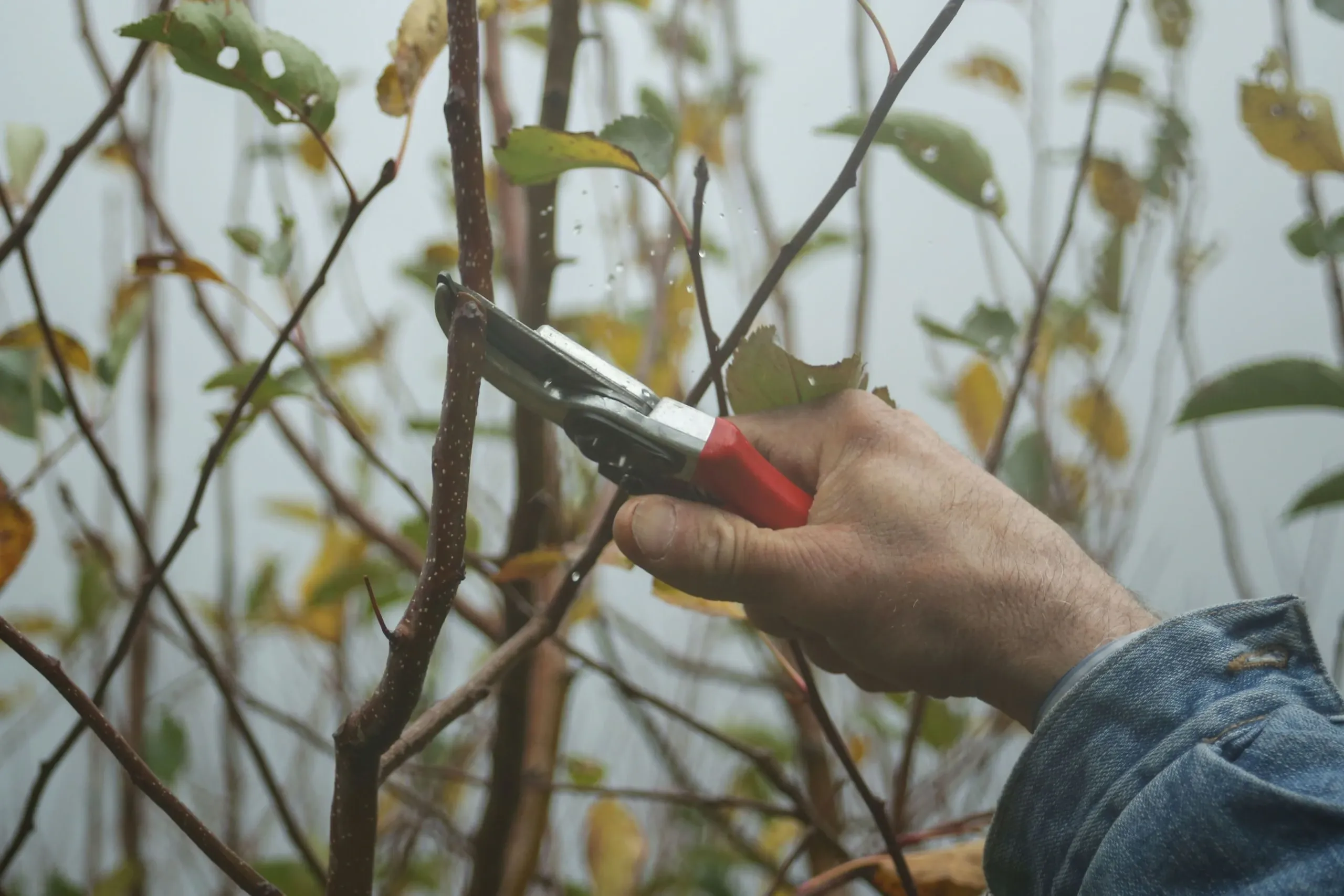 Une main taille une branche fine au sécateur, sur un fond pâle d'hiver